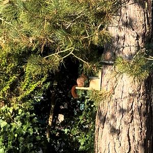 Perfect sight from the home office :)